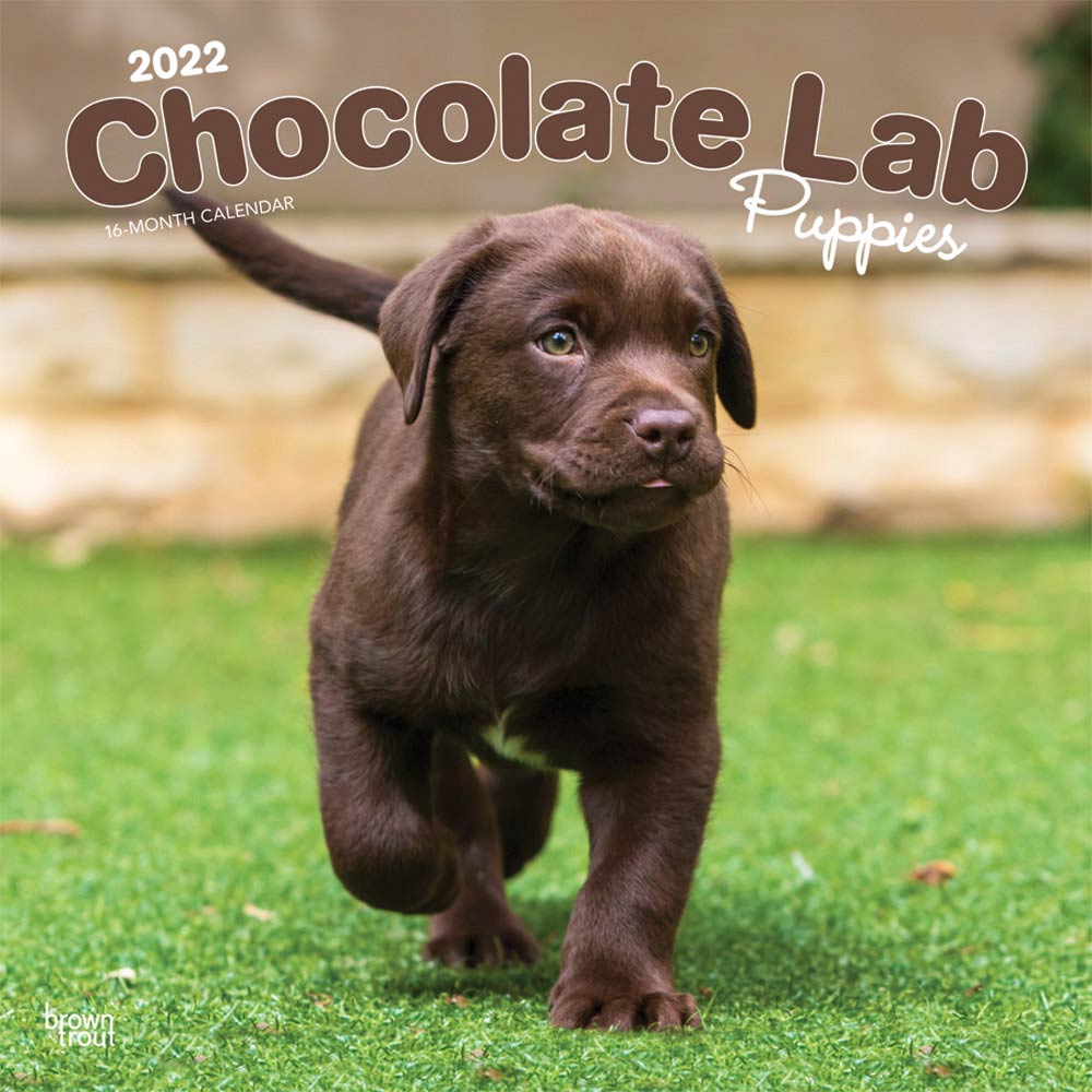 Detail Chocolate Labs Images Nomer 44