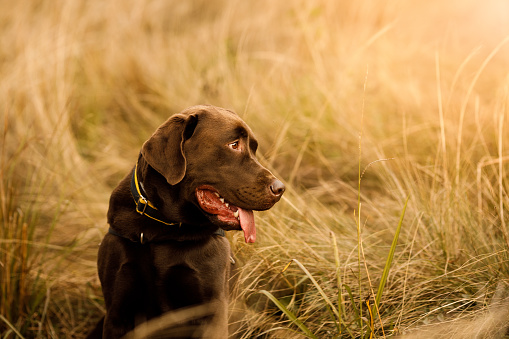 Detail Chocolate Labs Images Nomer 57