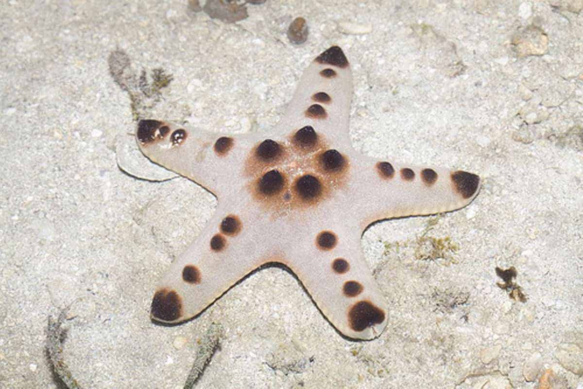 Detail Chocolate Starfish Pics Nomer 28