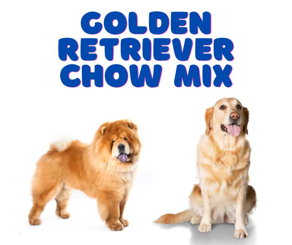 Detail Chow Chow Golden Retriever Nomer 12