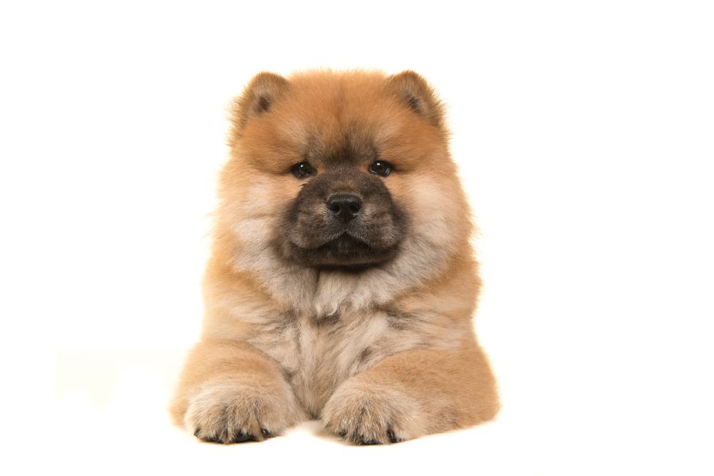 Detail Chow Chow Golden Retriever Nomer 20