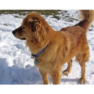 Detail Chow Chow Golden Retriever Nomer 25