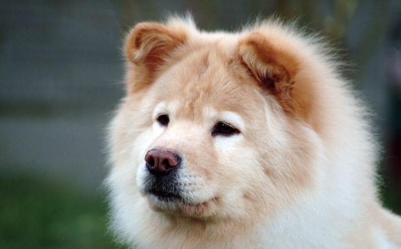 Detail Chow Chow Golden Retriever Nomer 26