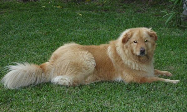 Detail Chow Chow Golden Retriever Nomer 4