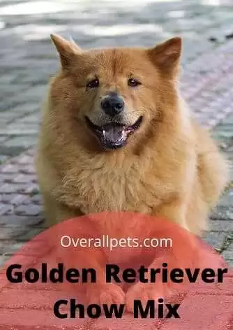 Detail Chow Chow Golden Retriever Nomer 31