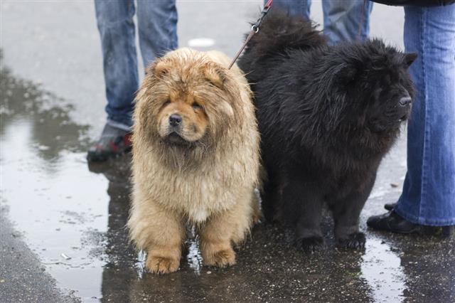 Detail Chow Chow Golden Retriever Nomer 32