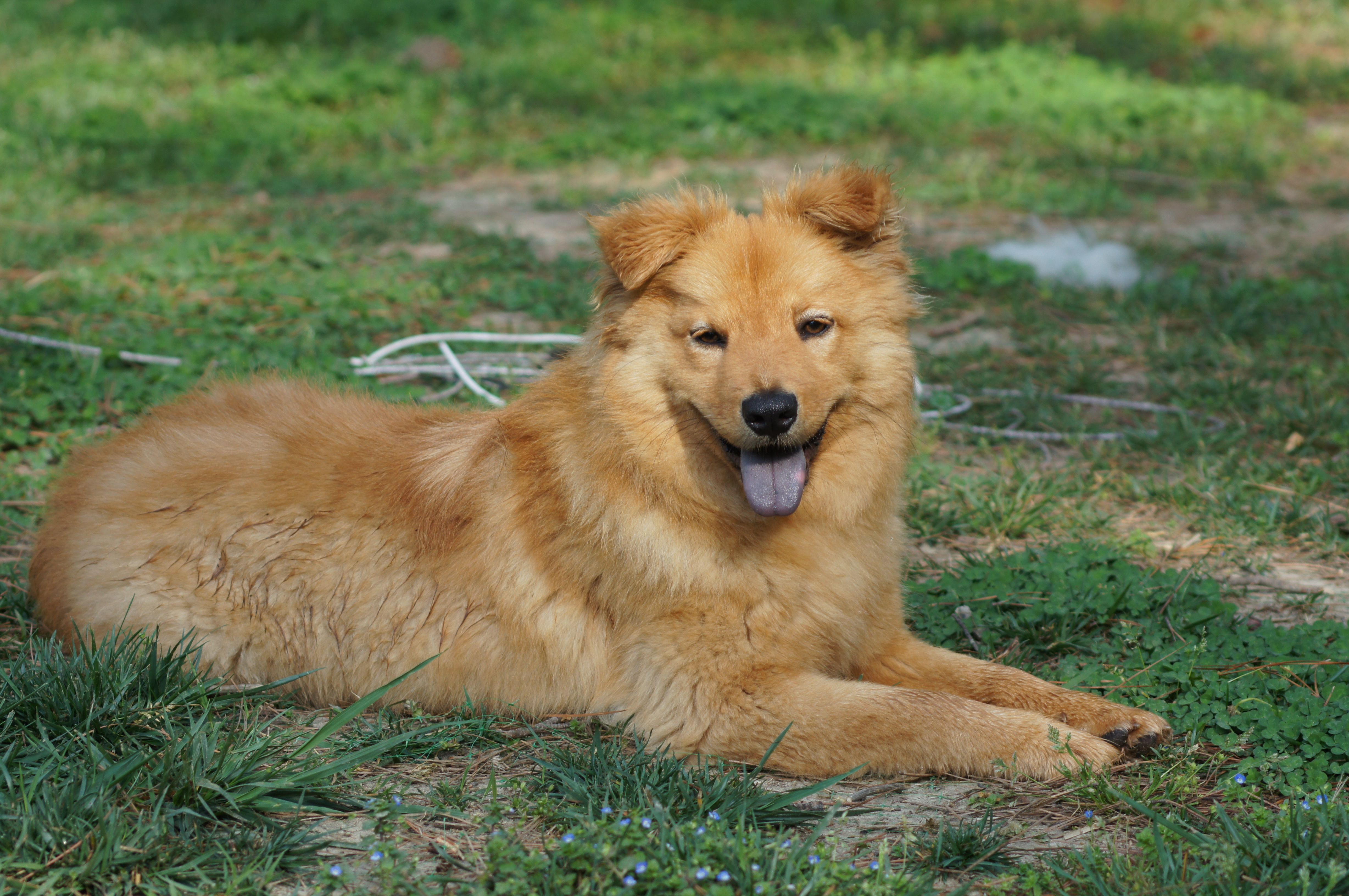 Detail Chow Chow Golden Retriever Nomer 36