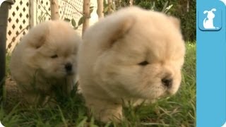 Detail Chow Chow Golden Retriever Nomer 41