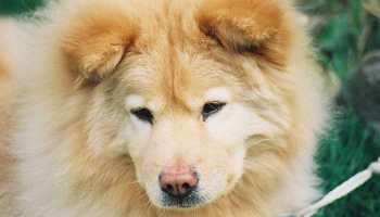 Detail Chow Chow Golden Retriever Nomer 47