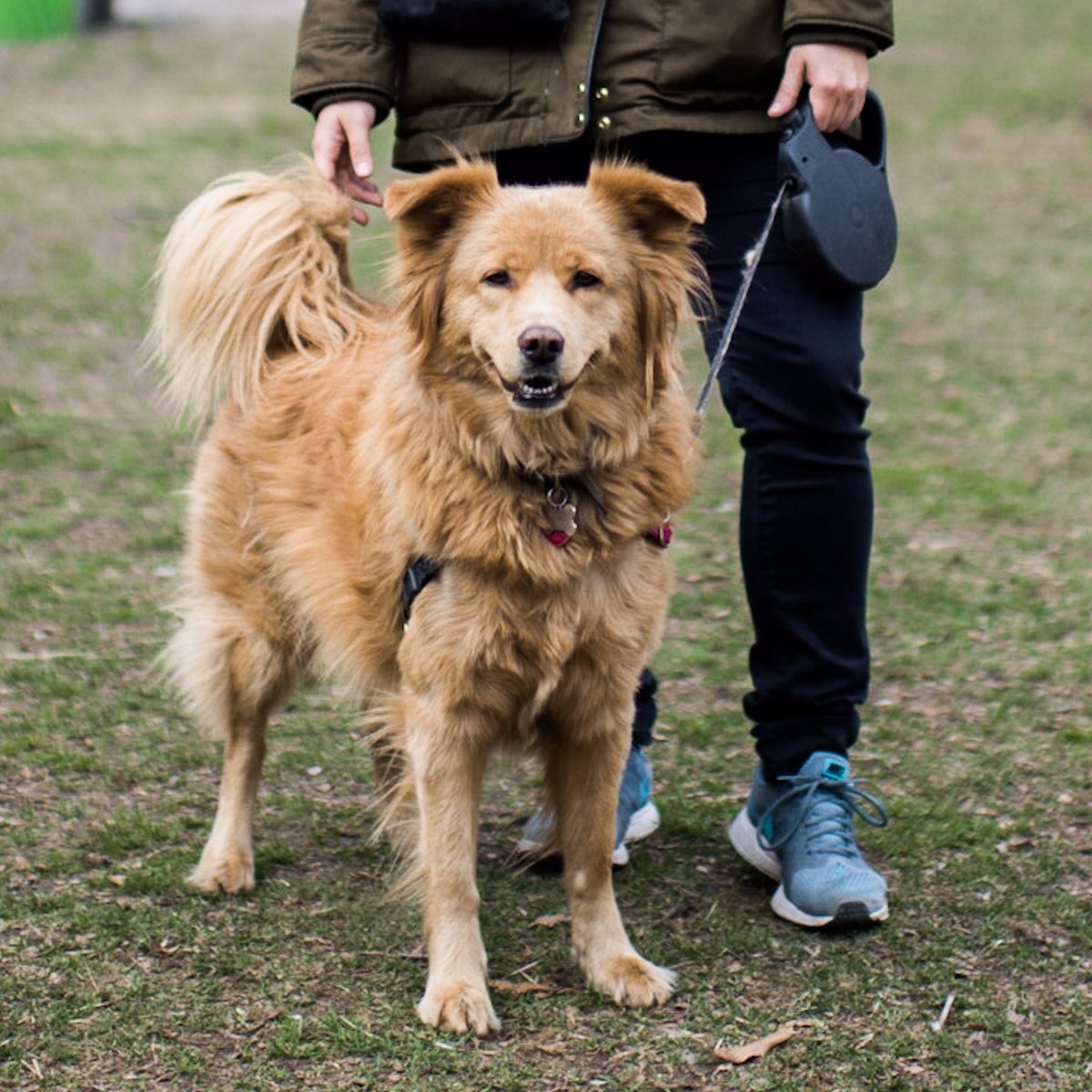 Detail Chow Chow Golden Retriever Nomer 6