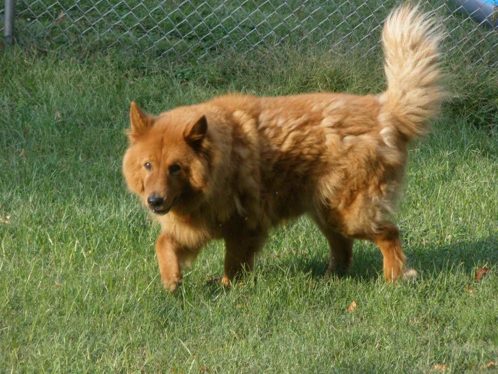 Detail Chow Chow Golden Retriever Nomer 51