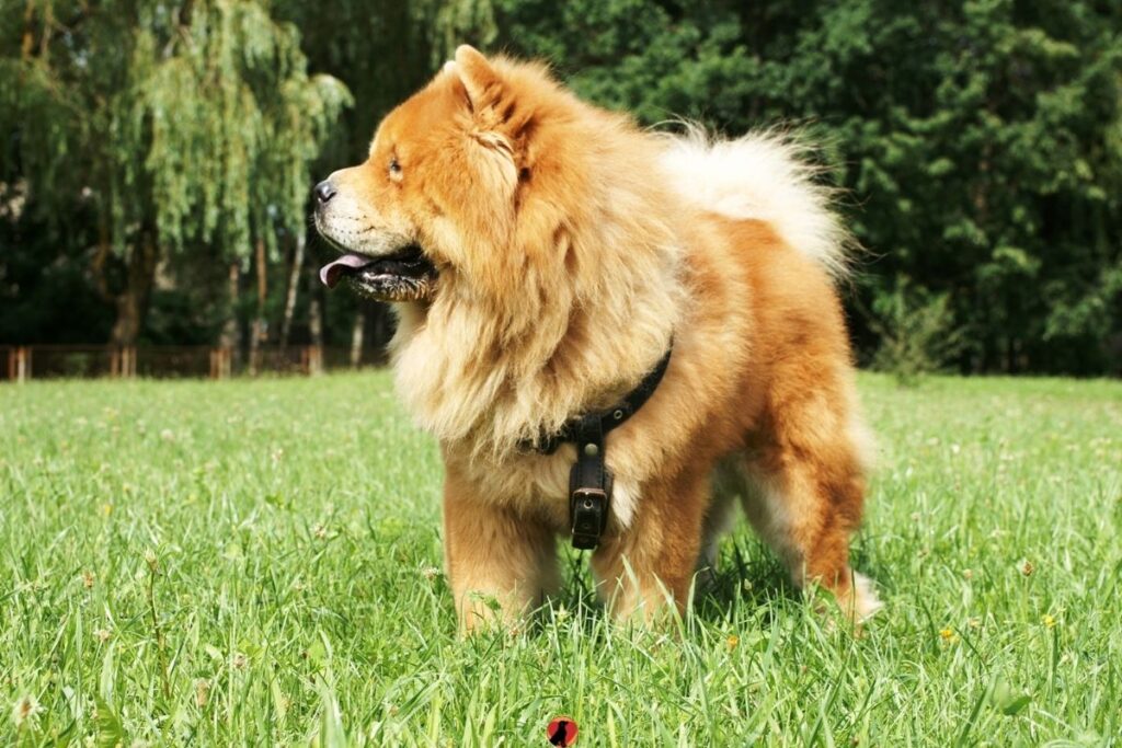 Detail Chow Chow Golden Retriever Nomer 7