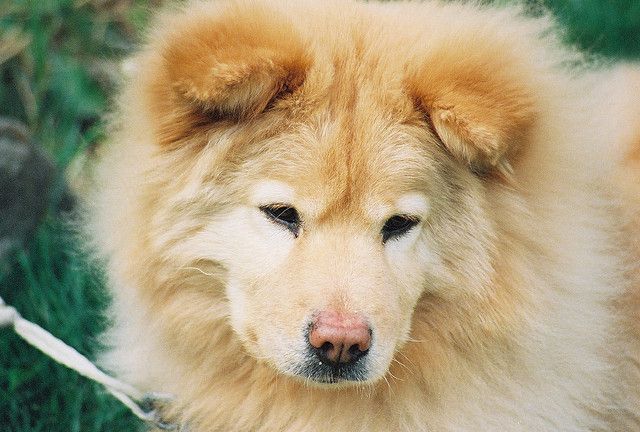 Detail Chow Chow Golden Retriever Nomer 8