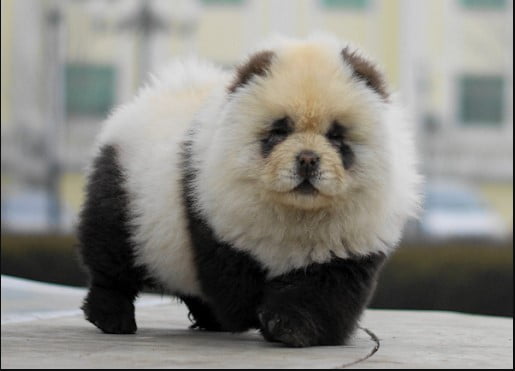 Chow Chow Panda - KibrisPDR