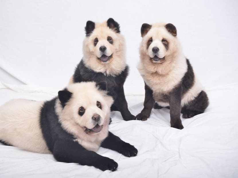 Detail Chow Chow Panda Nomer 2
