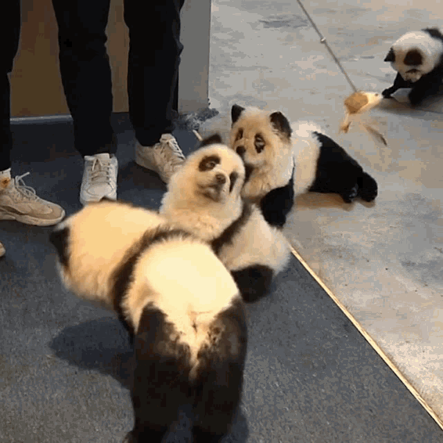 Detail Chow Chow Panda Nomer 12