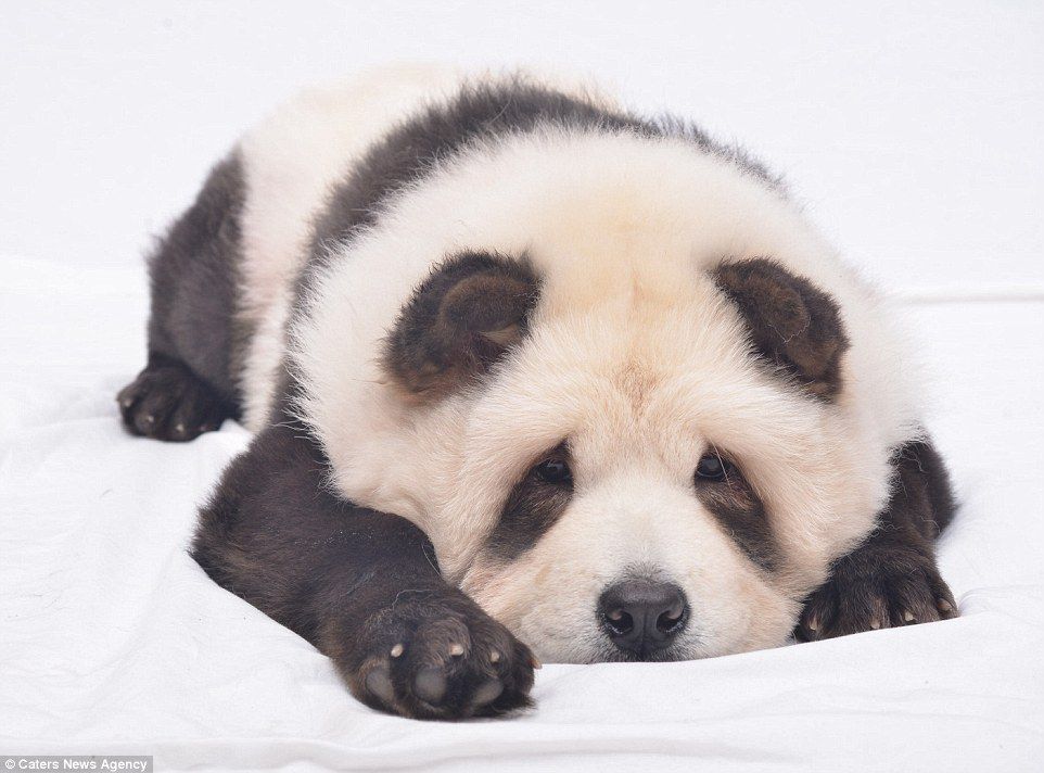 Detail Chow Chow Panda Nomer 13