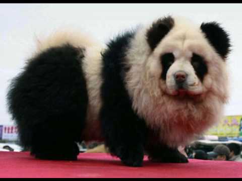 Detail Chow Chow Panda Nomer 14