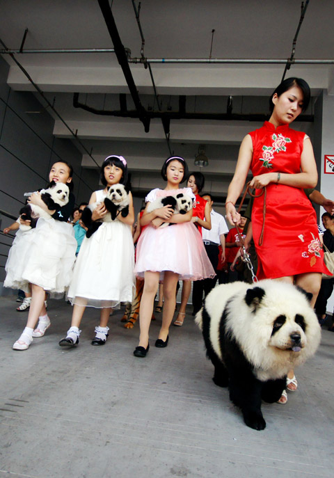Detail Chow Chow Panda Nomer 15