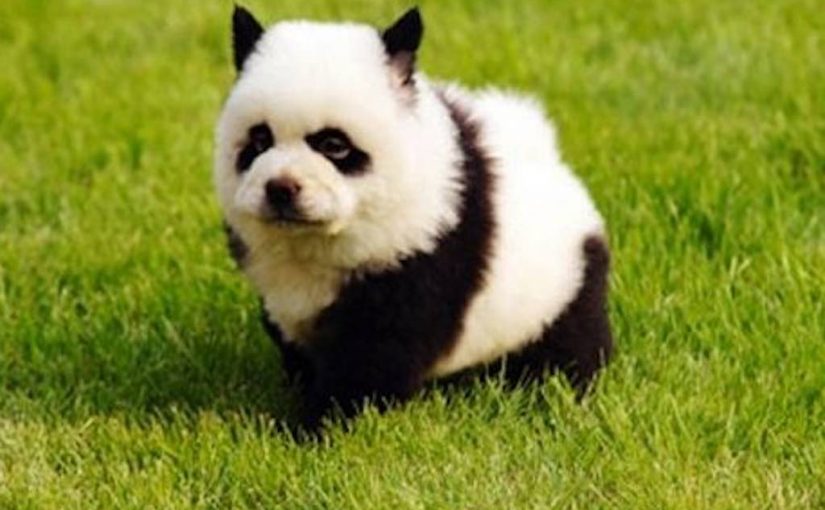 Detail Chow Chow Panda Nomer 16