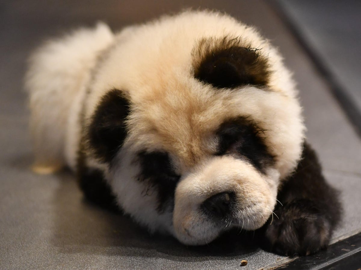 Detail Chow Chow Panda Nomer 3