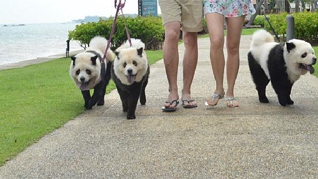 Detail Chow Chow Panda Nomer 19