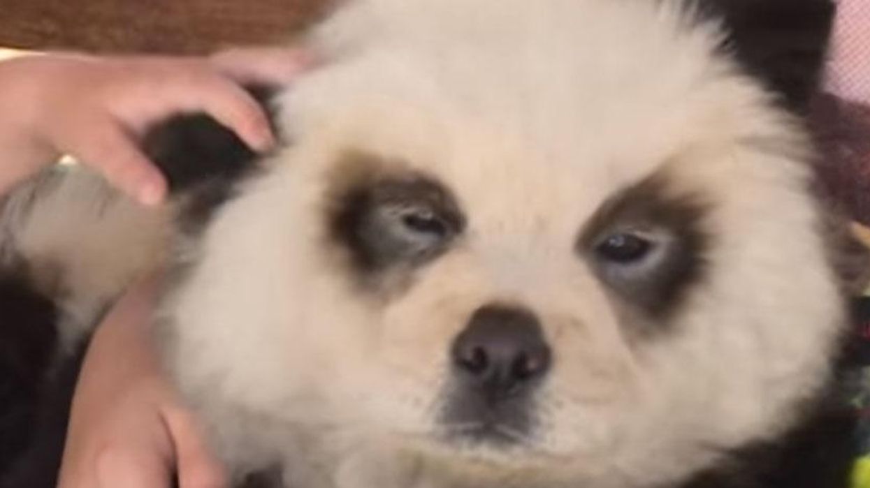 Detail Chow Chow Panda Nomer 20