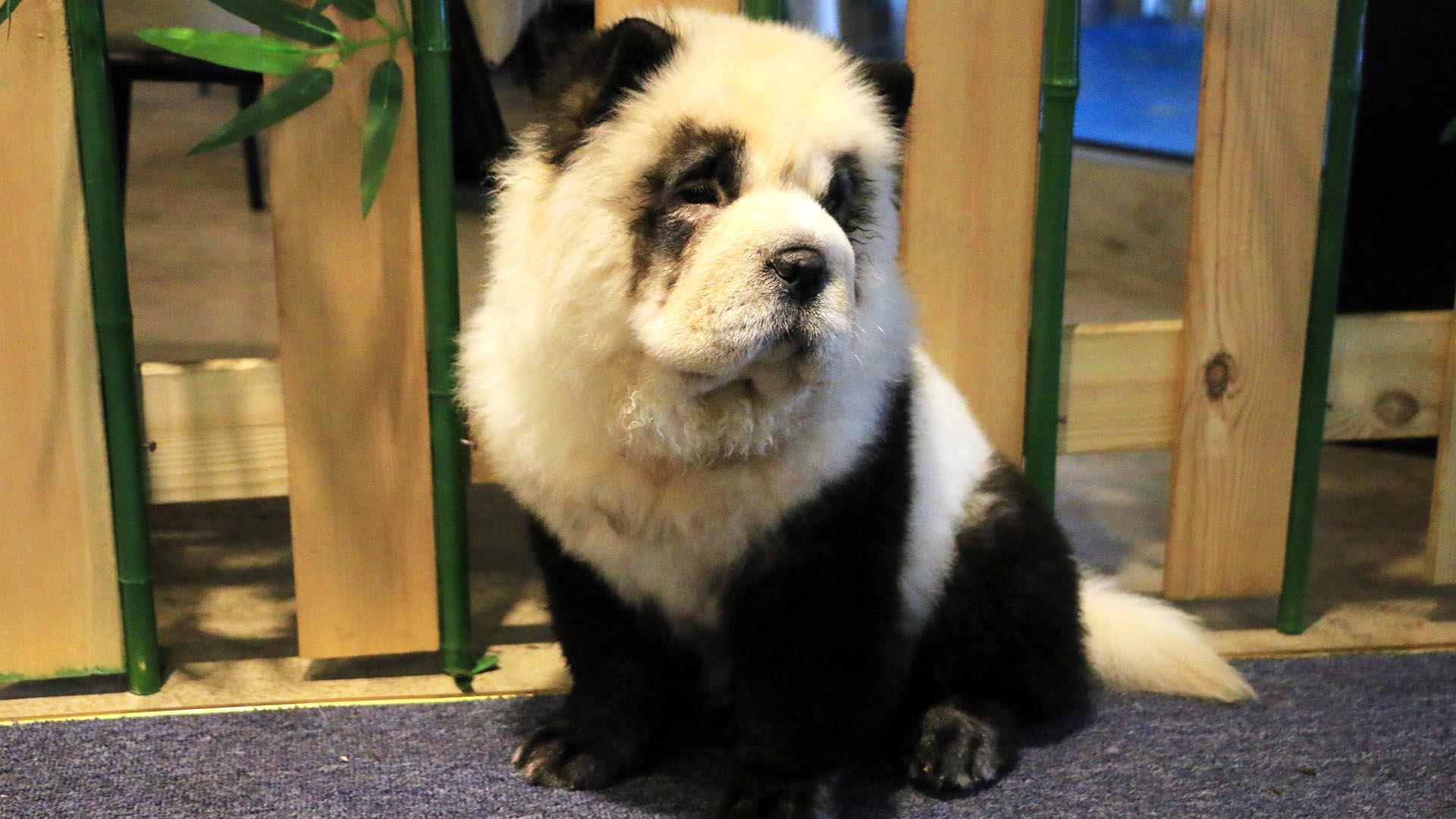 Detail Chow Chow Panda Nomer 22