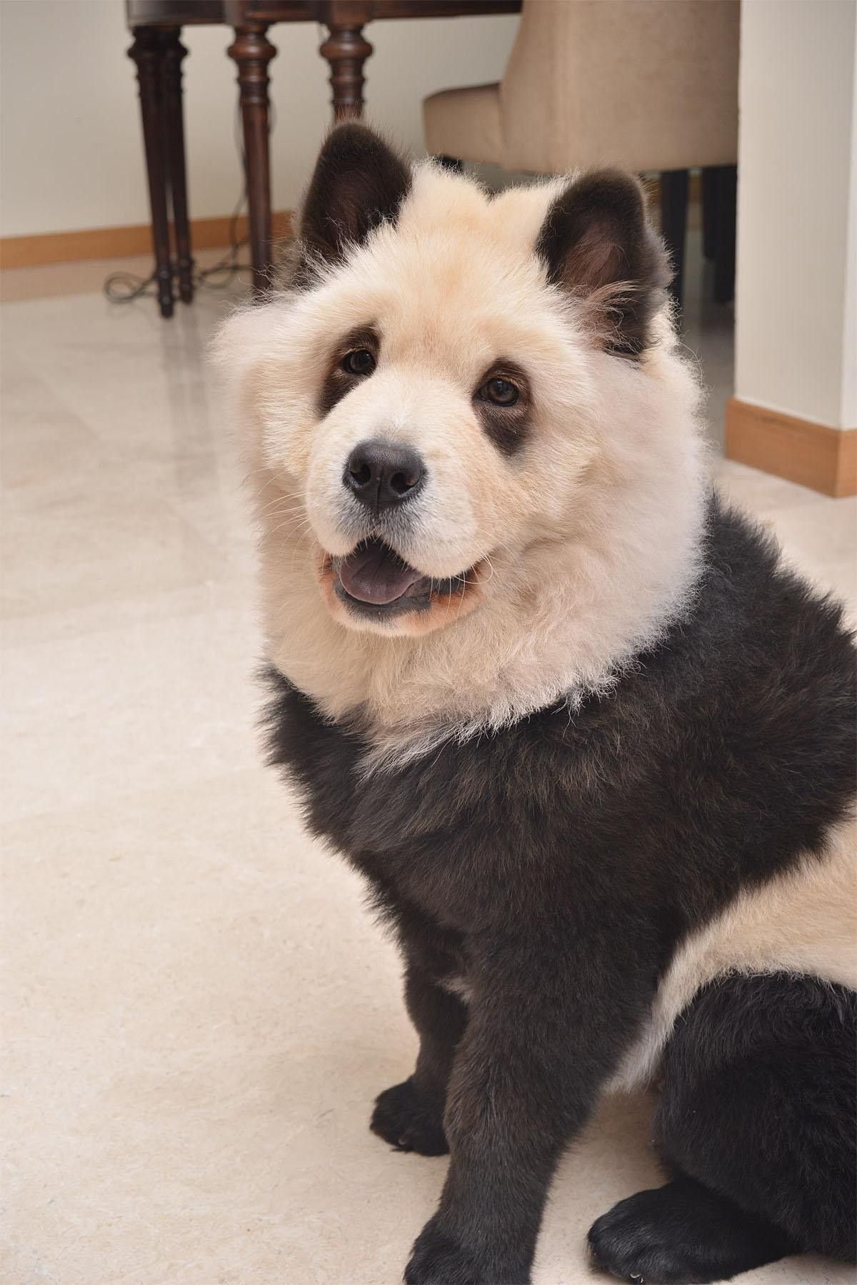 Detail Chow Chow Panda Nomer 23