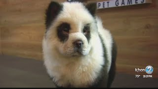 Detail Chow Chow Panda Nomer 24