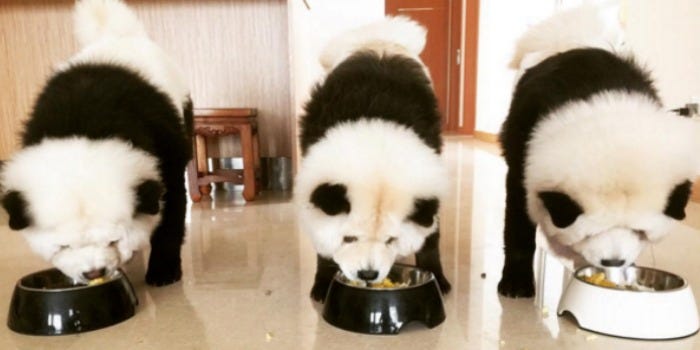 Detail Chow Chow Panda Nomer 25