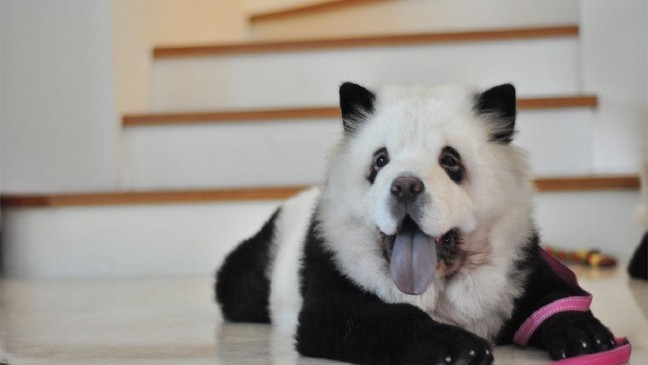 Detail Chow Chow Panda Nomer 26