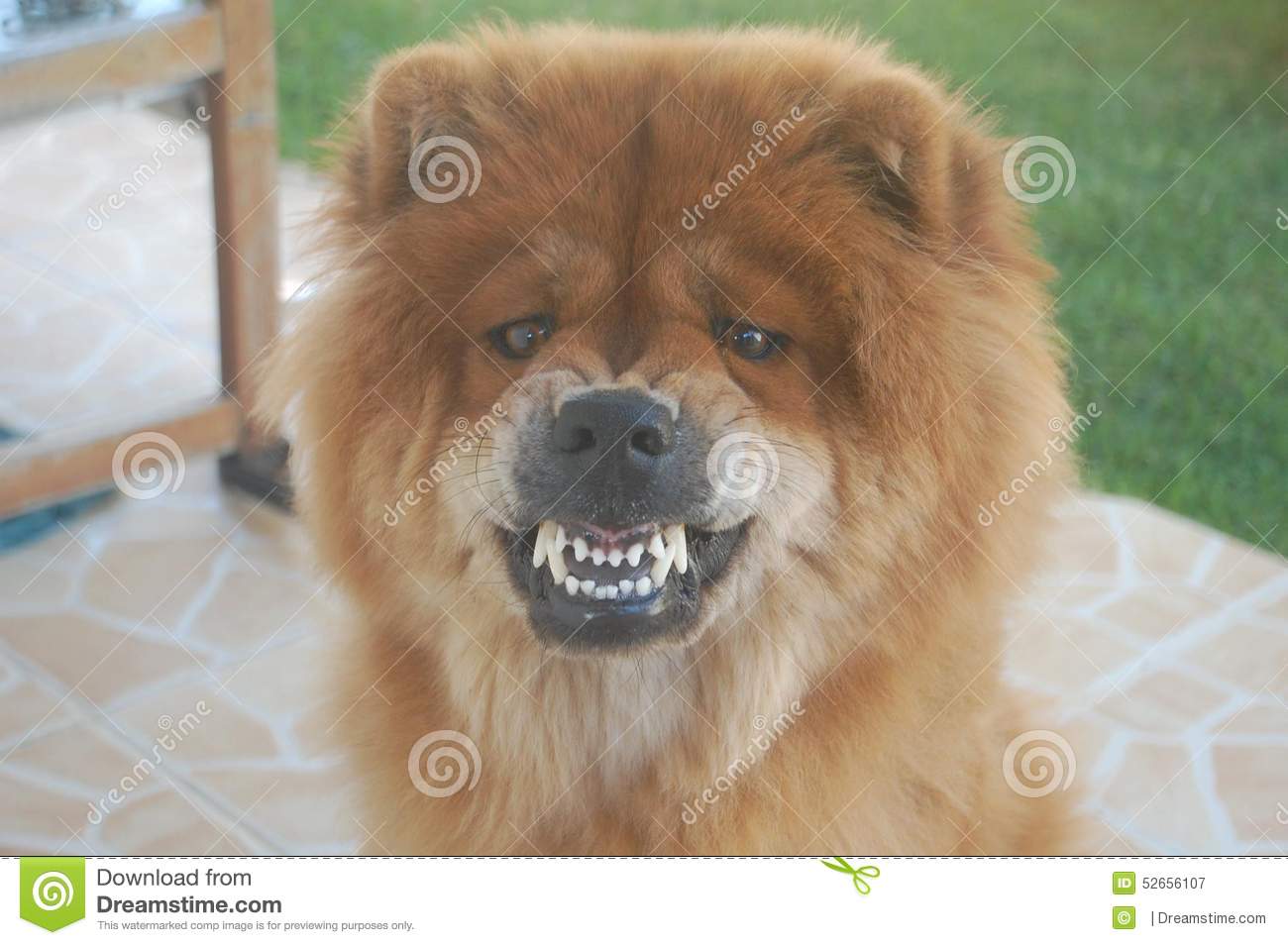 Detail Chow Chow Panda Nomer 27