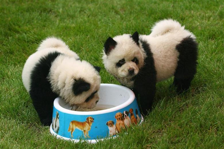Detail Chow Chow Panda Nomer 4