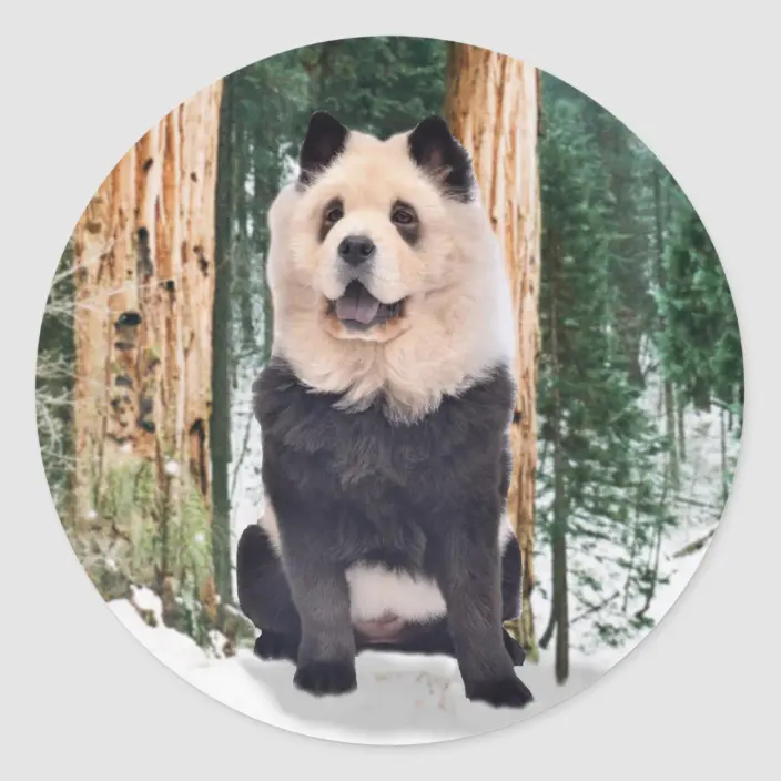 Detail Chow Chow Panda Nomer 28
