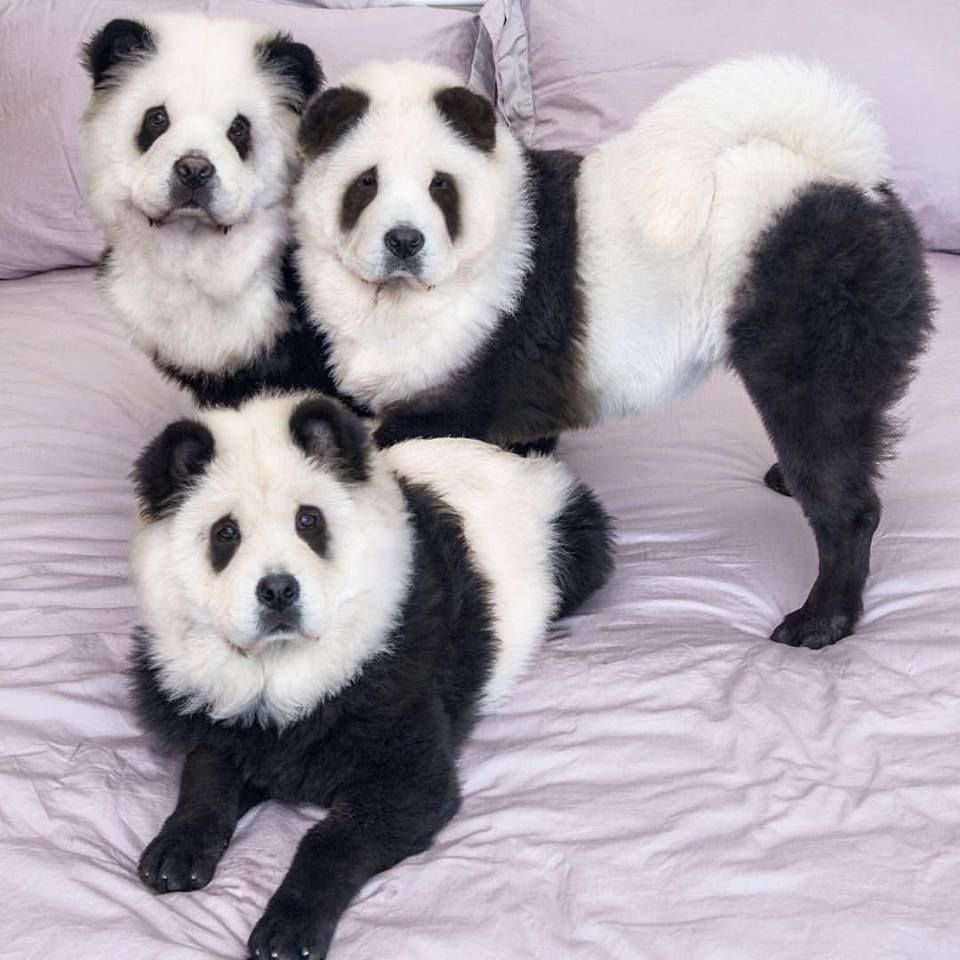 Detail Chow Chow Panda Nomer 29