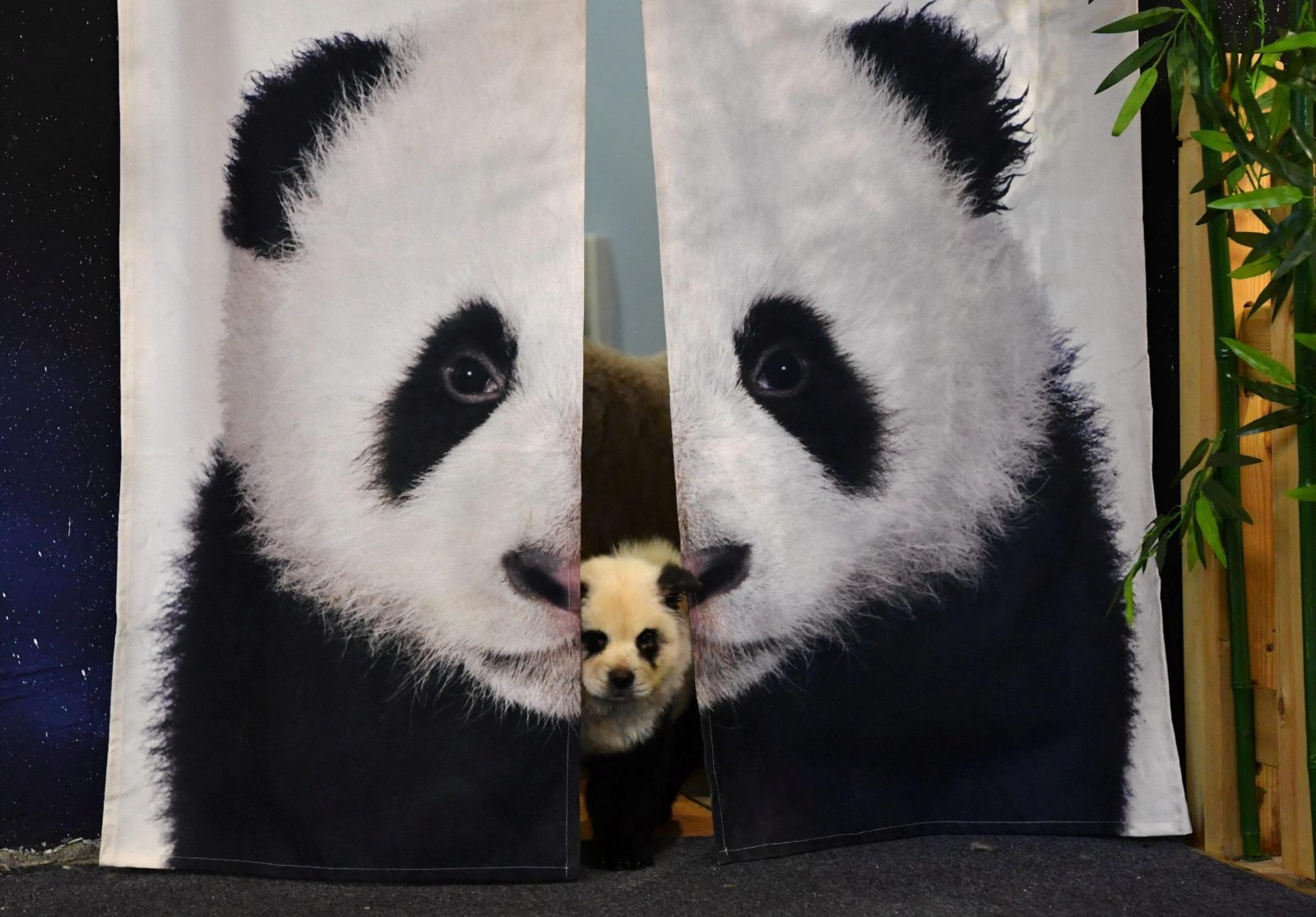 Detail Chow Chow Panda Nomer 30