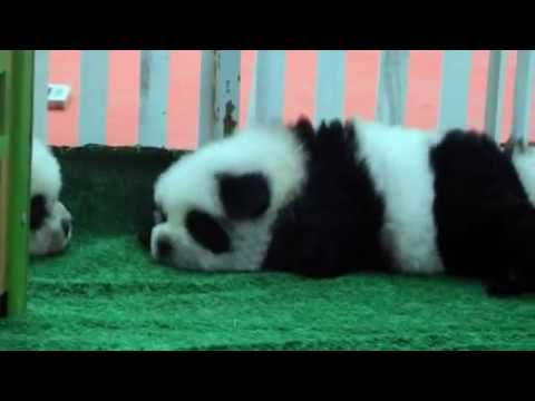 Detail Chow Chow Panda Nomer 32