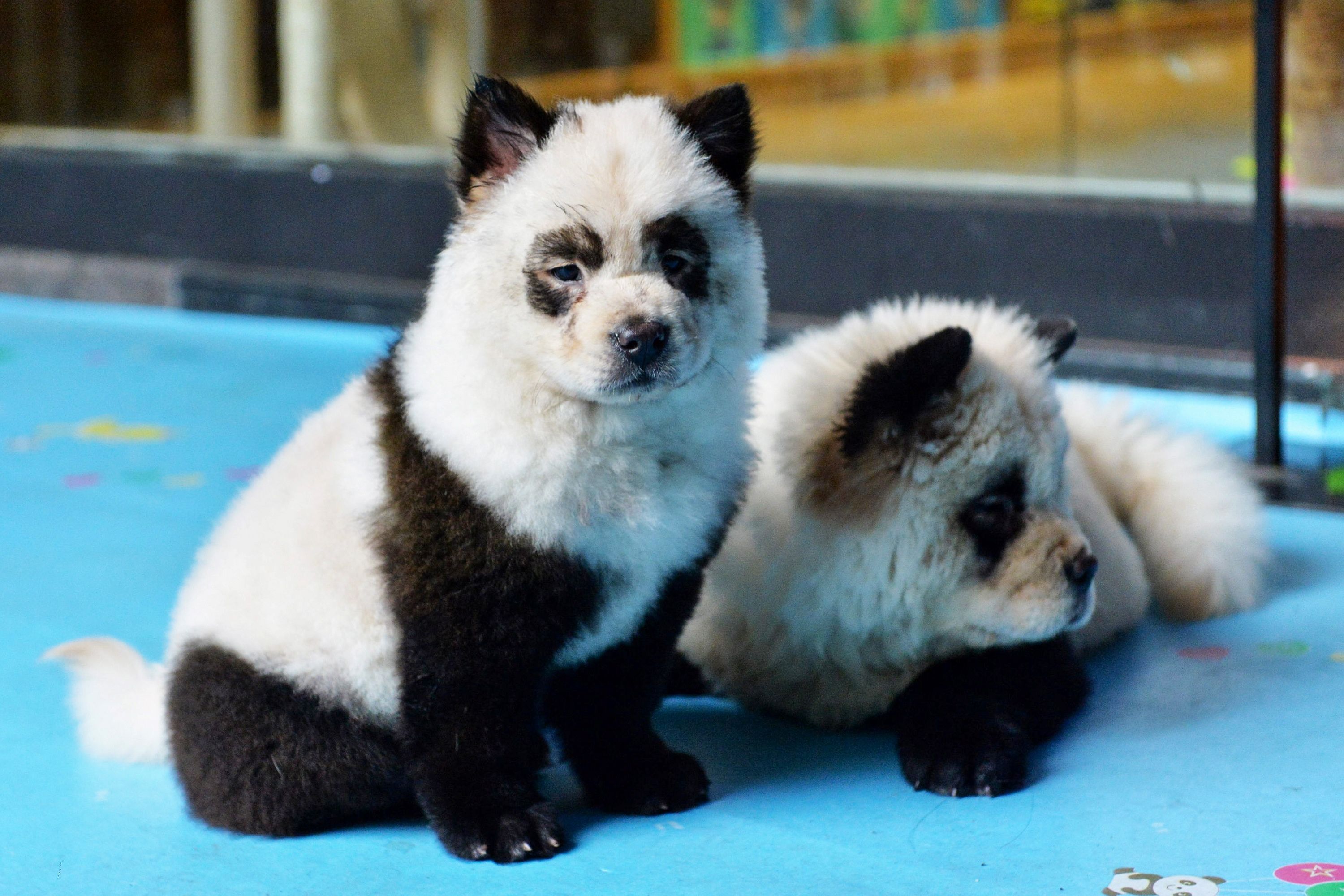 Detail Chow Chow Panda Nomer 34