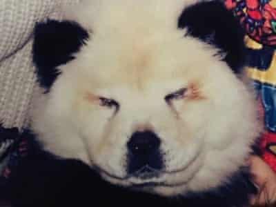 Detail Chow Chow Panda Nomer 36