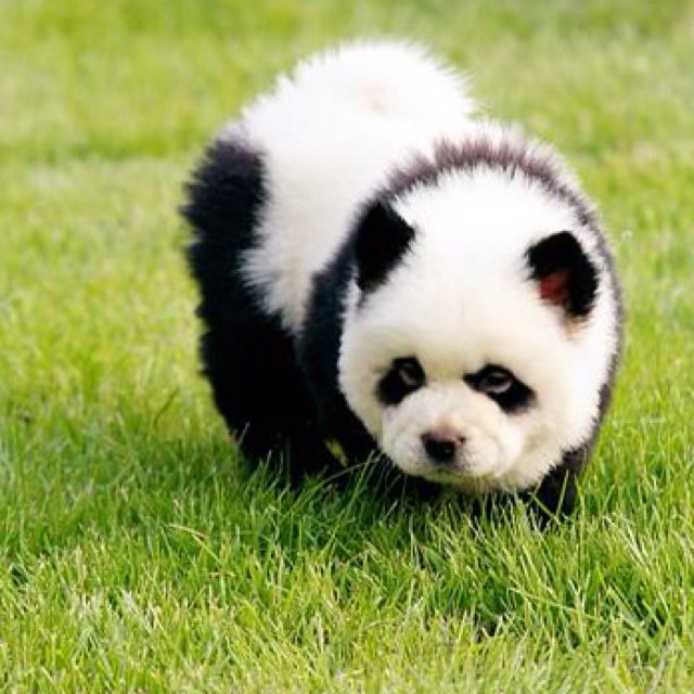 Detail Chow Chow Panda Nomer 5