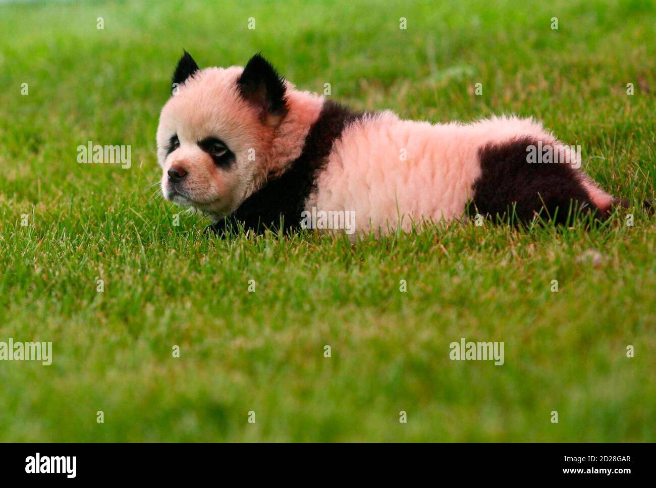Detail Chow Chow Panda Nomer 38