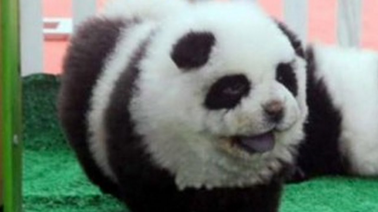 Detail Chow Chow Panda Nomer 41