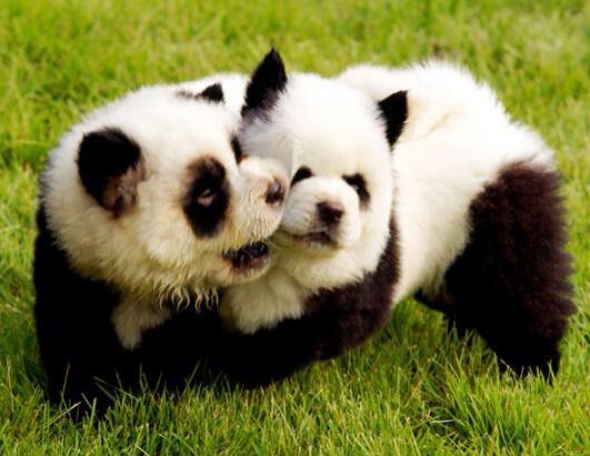 Detail Chow Chow Panda Nomer 42