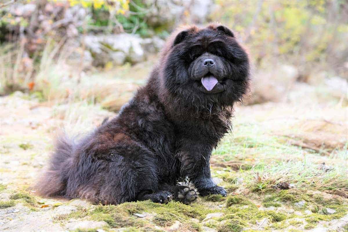 Detail Chow Chow Panda Nomer 43