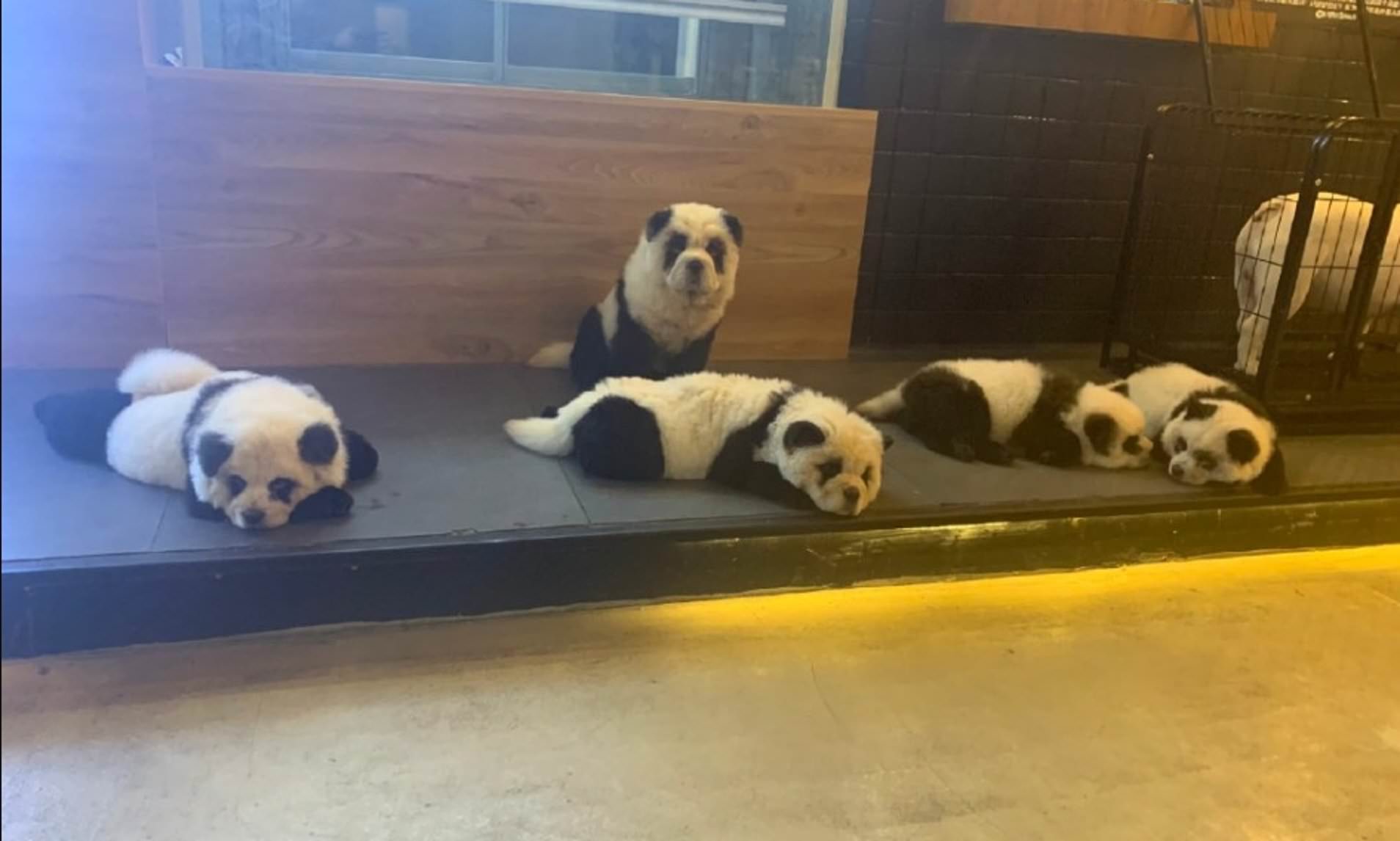 Detail Chow Chow Panda Nomer 44