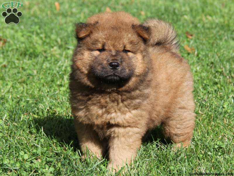 Detail Chow Chow Panda Nomer 45