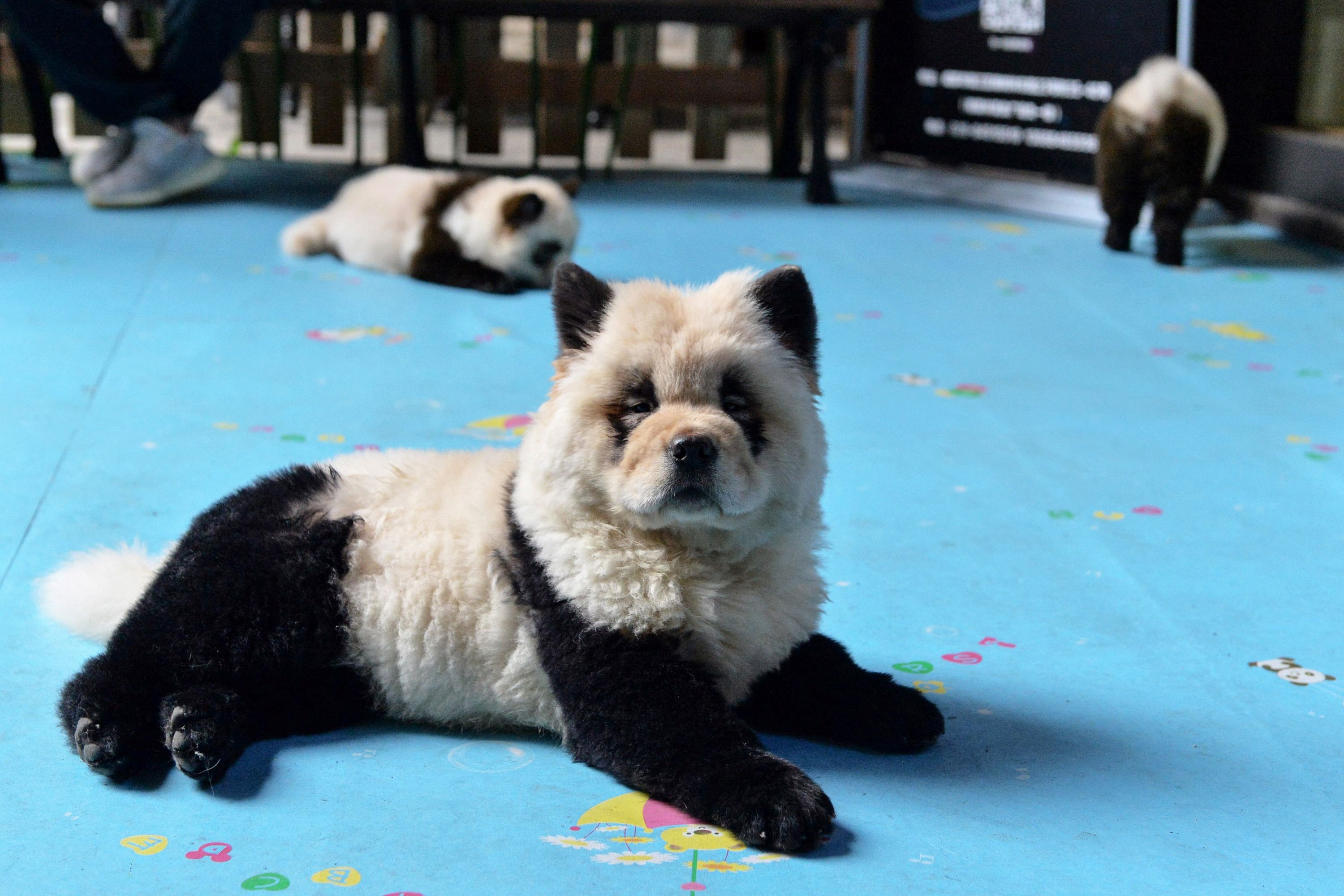 Detail Chow Chow Panda Nomer 46