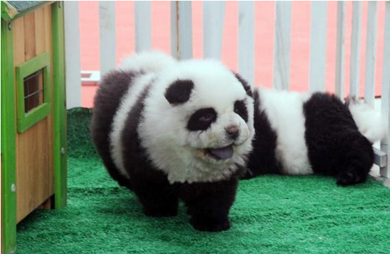 Detail Chow Chow Panda Nomer 6
