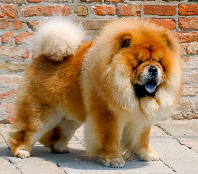 Detail Chow Chow Panda Nomer 48